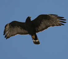 Zone-tailed-Hawk